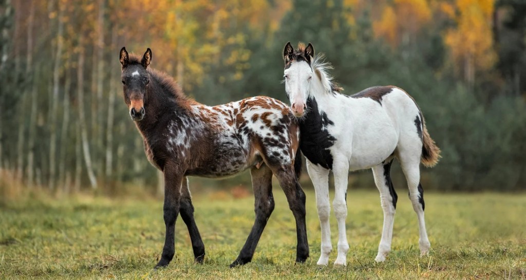 THE OPPOSITE OF NEWS ABOUT&nbsp;FOALS